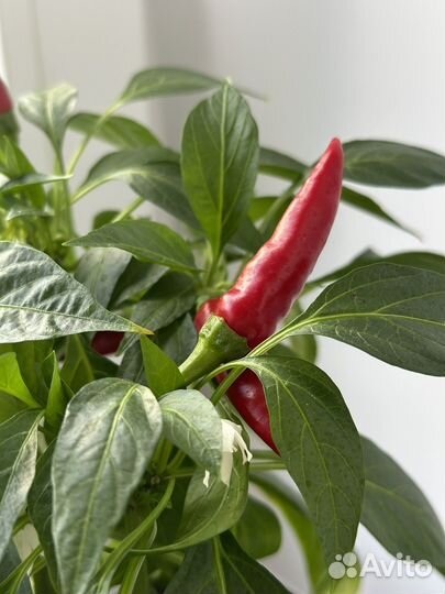 Перец комнатный острый