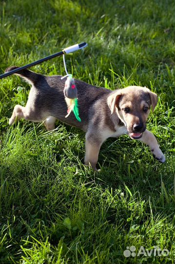 Щенки мальчики