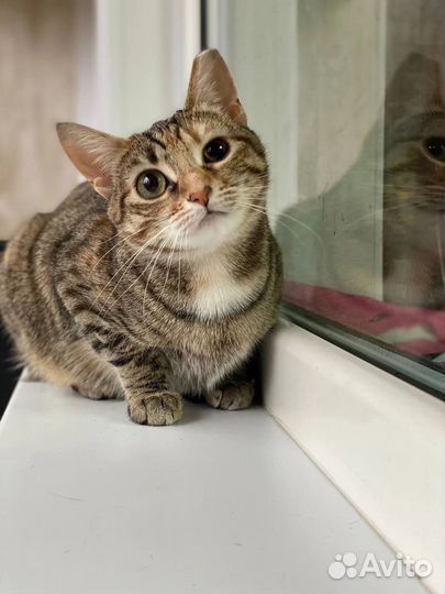 Кошка в добрые руки