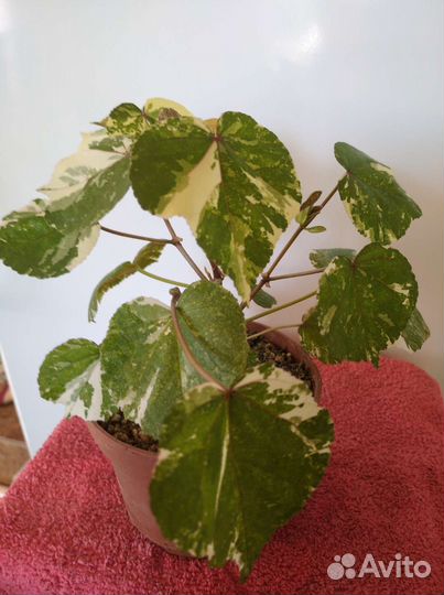 Гибскус липолистный