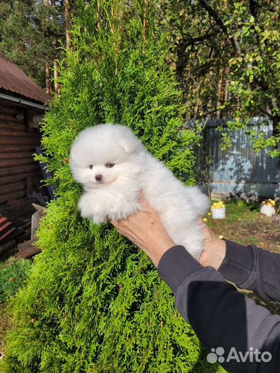 Щенки шпица