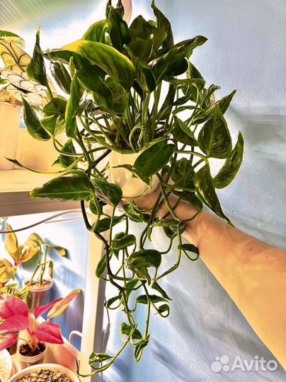 Эпипремнум годзилла