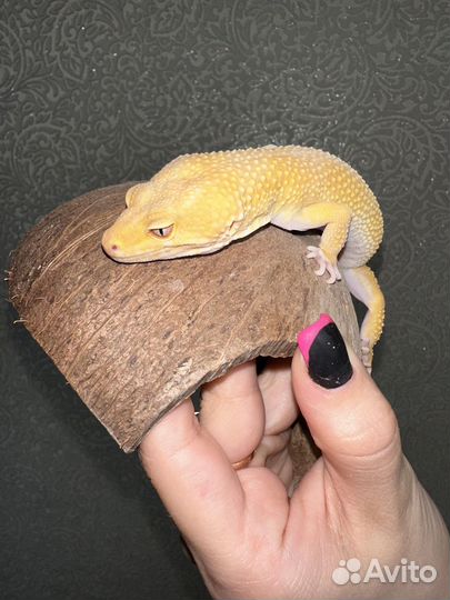 Геккон эублефар