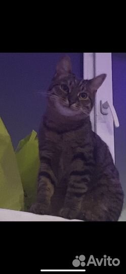 Кот в добрые руки