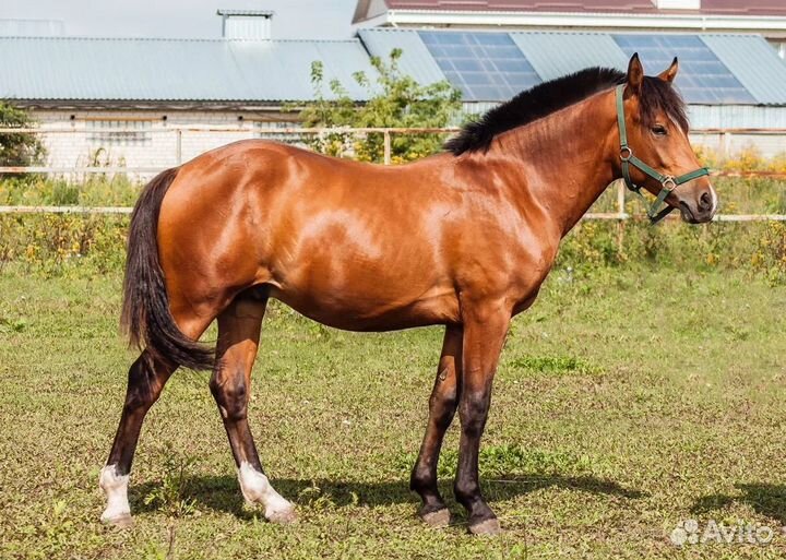 Продаётся жеребец
