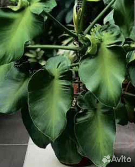 Эпипремнумы, филодендроны