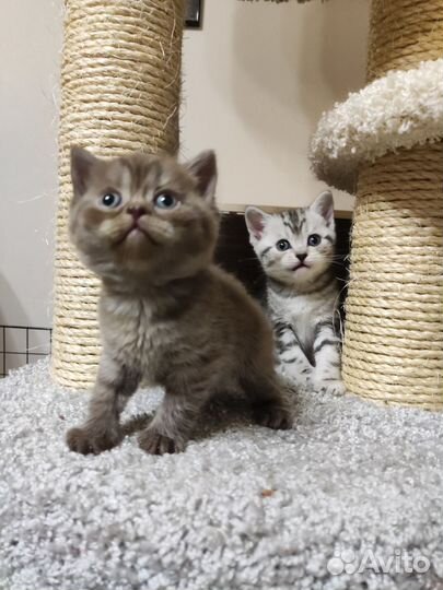 Шотландские котята