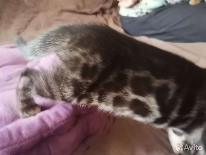 Бенгальские котята