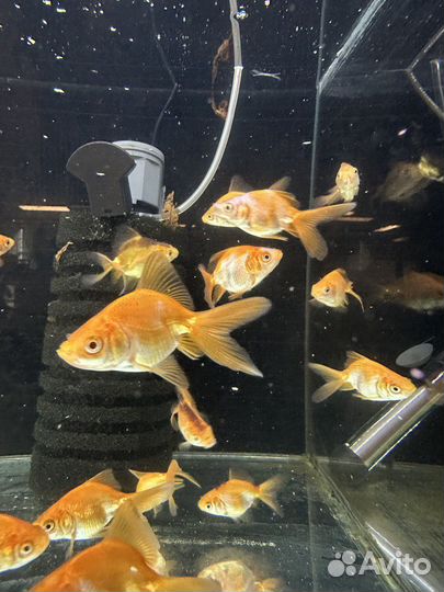 Золотая Рыбка