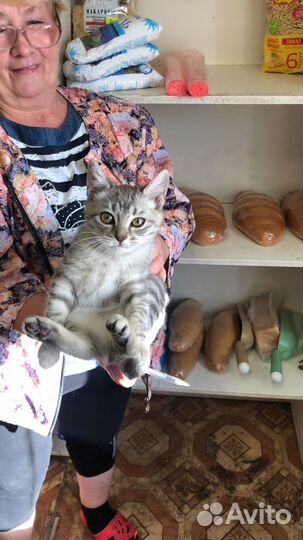 Турецкая ангора