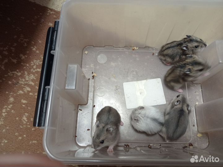 Джунгарские хомяки малыши