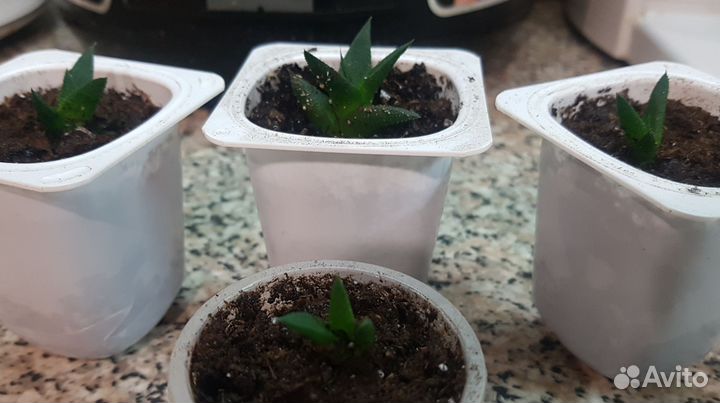 Молодые растения Хавортии (суккулент)