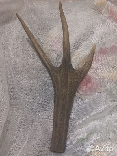 Рога рог оленя