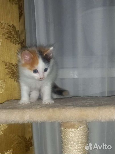 Кошка в дар
