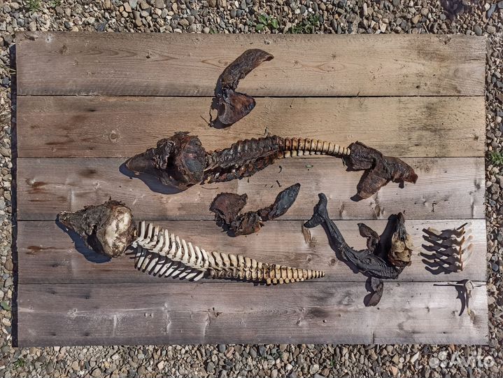 Скелет дельфина Чёрного моря