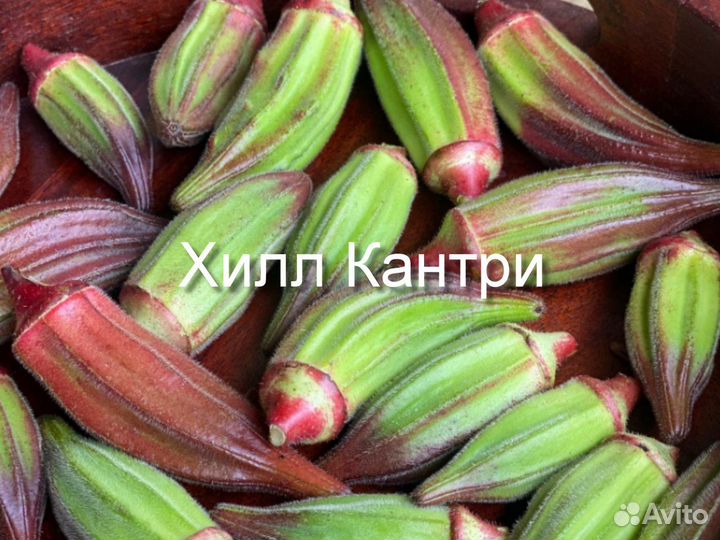 Бамия Бургунди, Блонди, Хилл Кантри