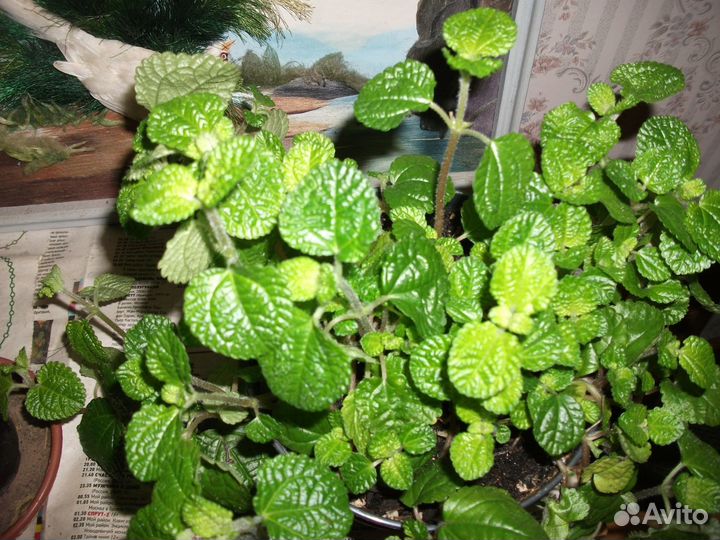 Пилея монетолистная