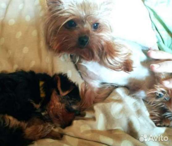 Вязка, бронь щенков