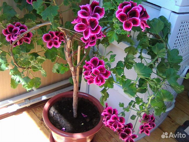 Пеларгония королевская