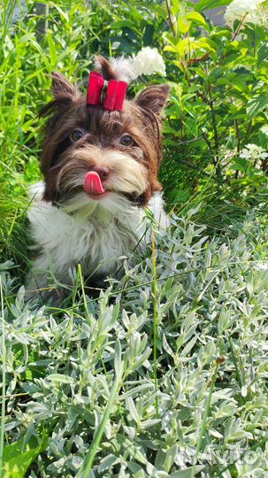 Биро Йорк,бело-шокол.золотой окрас Йорка,шокоБивер