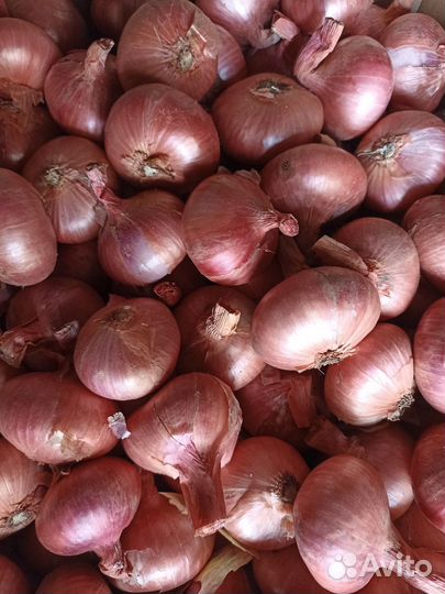 Лук семейный на посадку