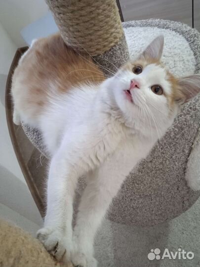 Стрелка ищет дом