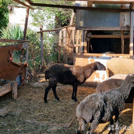 Овцы и телка