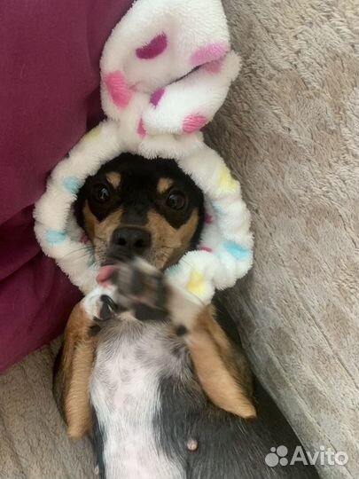 Собачка в добрые руки