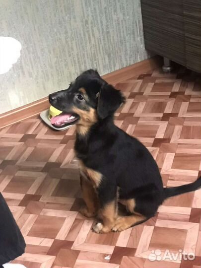 Щенок в добрые руки