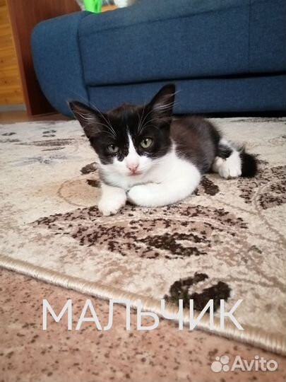 Отдам в добрые руки