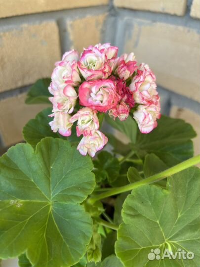 Пеларгония герань