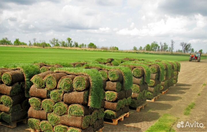 Рулонный газон 