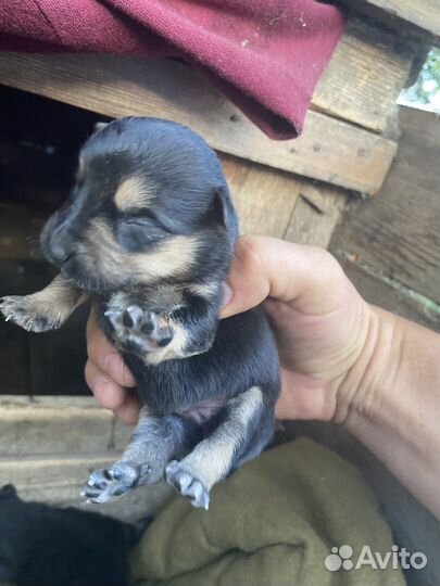 Щенки стороживой дворняги