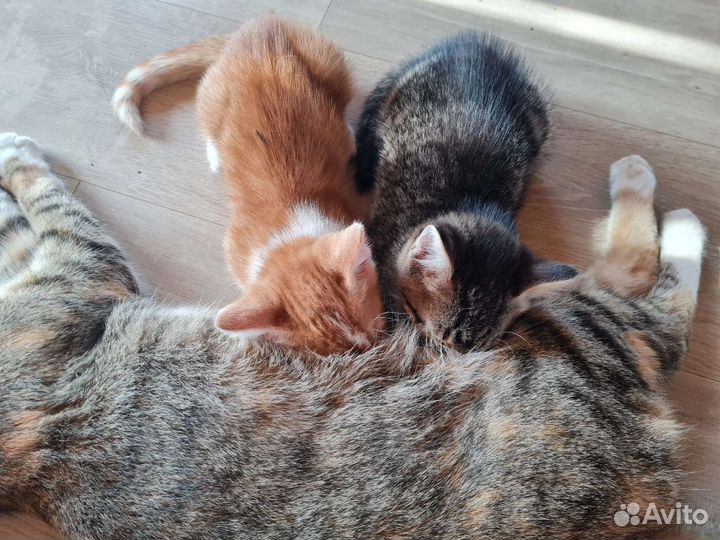 Котята в добрые руки