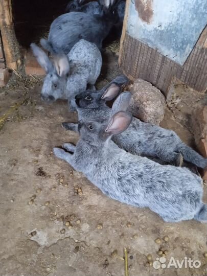 Кролики мясных пород