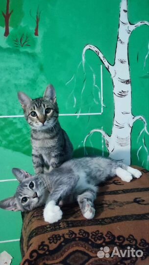 Котята ищут добрые руки