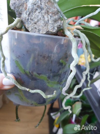 Орхидея фаленопсис