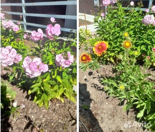 Цветы флоксы