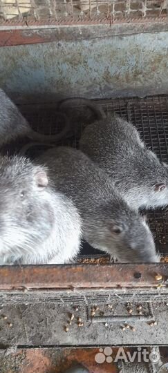 Нутрии продать
