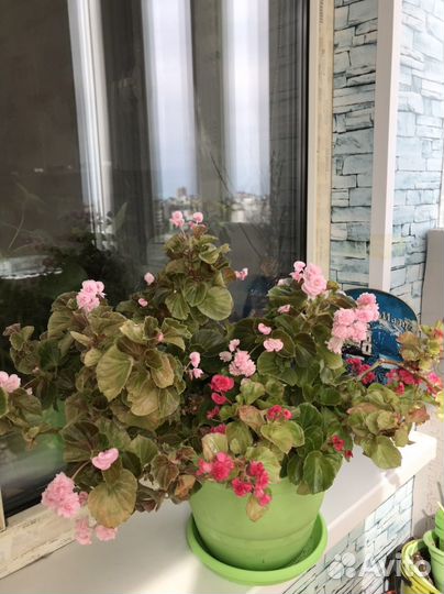 Комнатные цветы