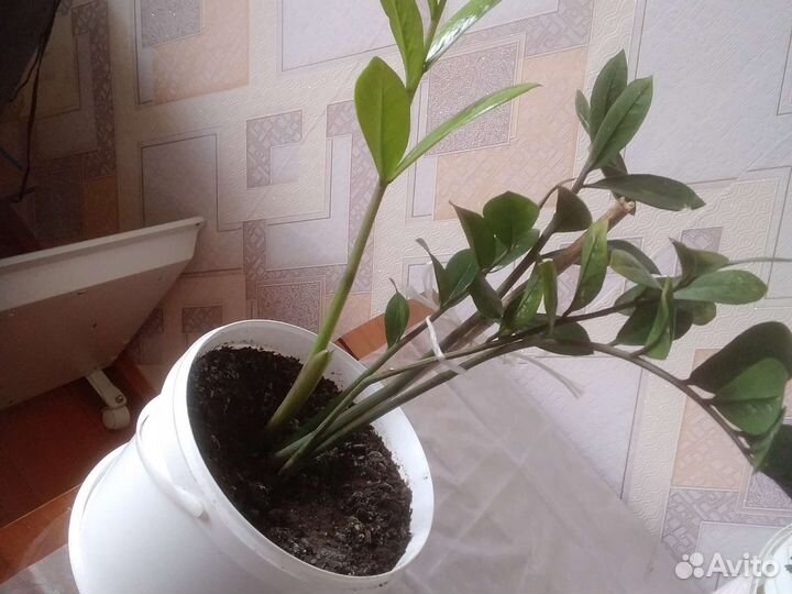 Зомиокулькас