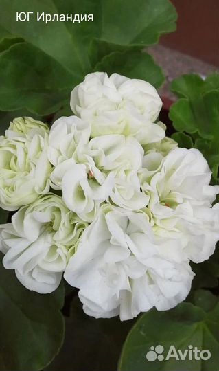 Пеларгония герань сортовая