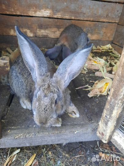 Кролики Фландр,рекс,калифорнийцы