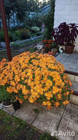 Хризантемы