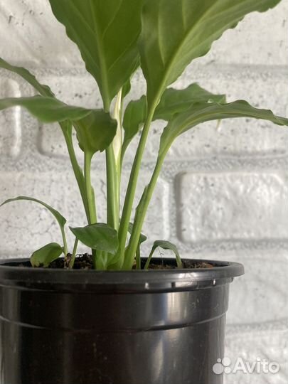 Спатифилум