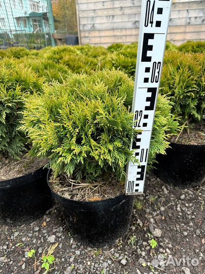 Туя западная Даника с доставкой