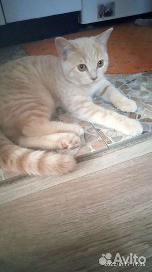 Шотландская кошечка