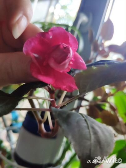 Традисканция,Бальзамин,Хлорофитум,Декабрист