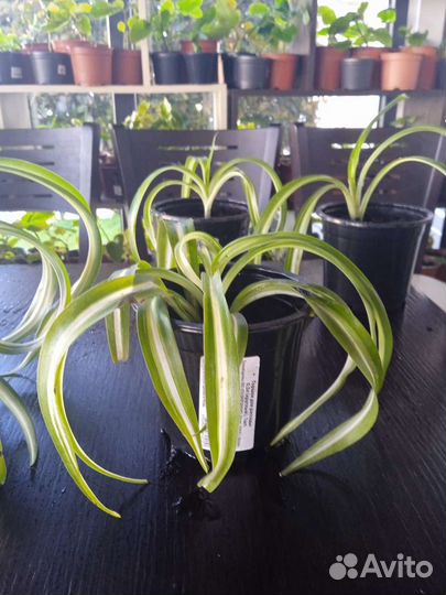 Хлорофитум