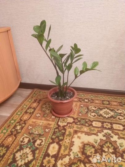 Замиокулькас, долларовое дерево